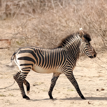 Hartmanns Zebra