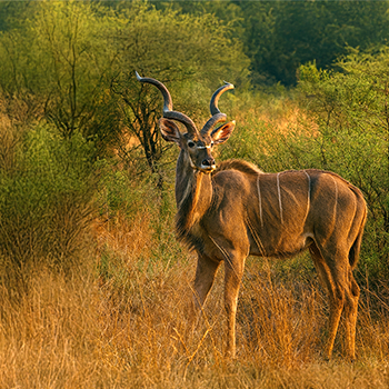 Southern Kudu