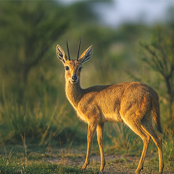 Vaal reedbuck