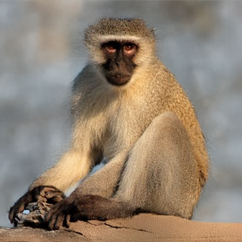 Vervet Monkey