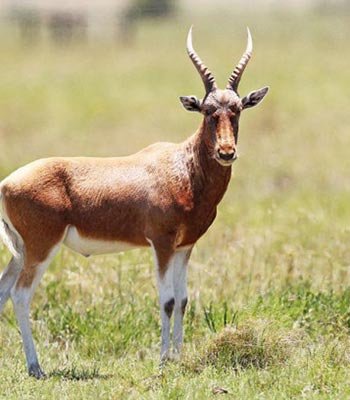 blesbuck copper