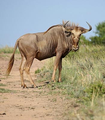 golden wildebeest