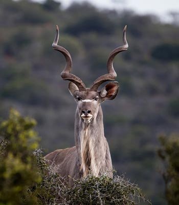 kudu