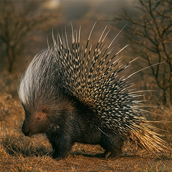 porcupine