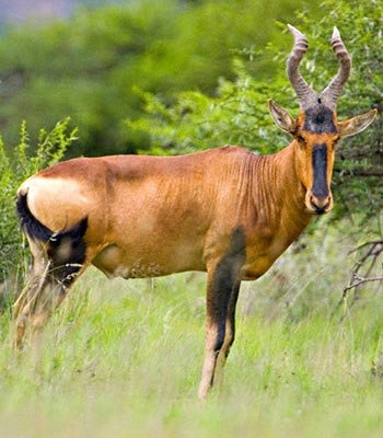 red hartebeest