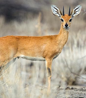 steenbok