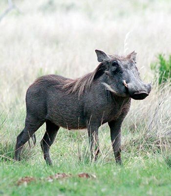 warthog