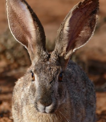 common hare scaled e1762605934674