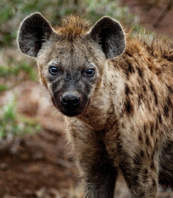 spotted hyena e1762605996857