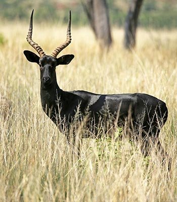 Black Impala
