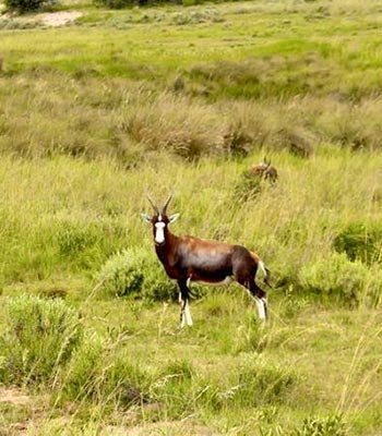 Blesbuck