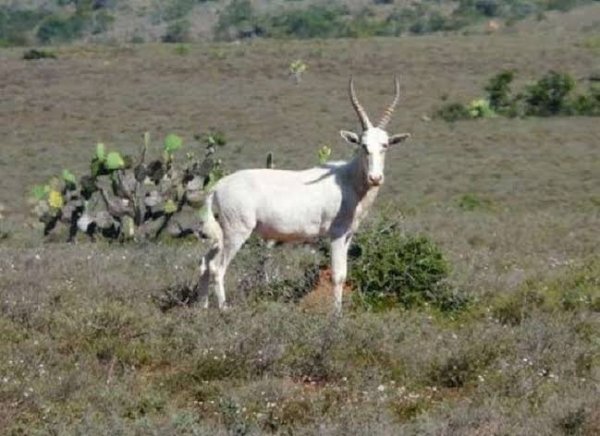 Blesbuck White