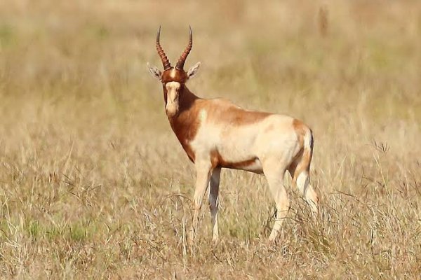 Blesbuck Yellow